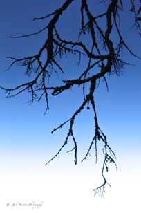 Branch above the fog-2908.jpg Branch above the fog-2908.jpg